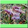 Laccaria amethystea Violetter Lacktrichterling.jpg
